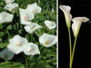 Calla Lily Seeds ,Zantedeschia aethiopica ,native to South Africa - Caribbean garden seed