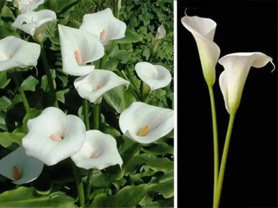 Calla Lily Seeds ,Zantedeschia aethiopica ,native to South Africa - Caribbean garden seed