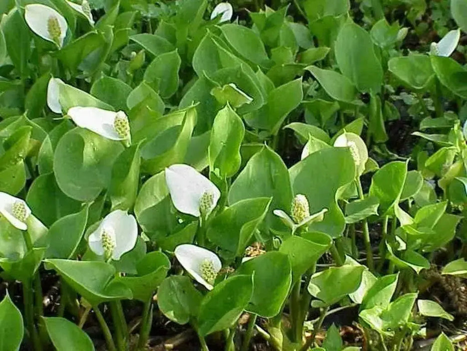 Calla Lily Seeds ,Zantedeschia aethiopica ,native to South Africa - Caribbean garden seed