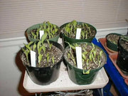 Calla Lily Seeds ,Zantedeschia aethiopica ,native to South Africa - Caribbean garden seed