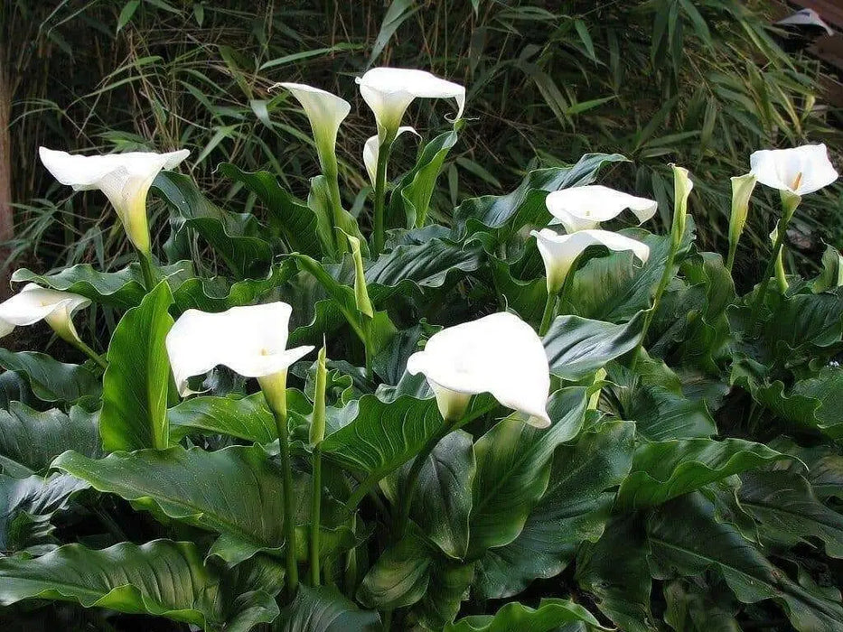 Calla Lily Seeds ,Zantedeschia aethiopica ,native to South Africa - Caribbean garden seed