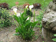 Calla Lily Seeds ,Zantedeschia aethiopica ,native to South Africa - Caribbean garden seed