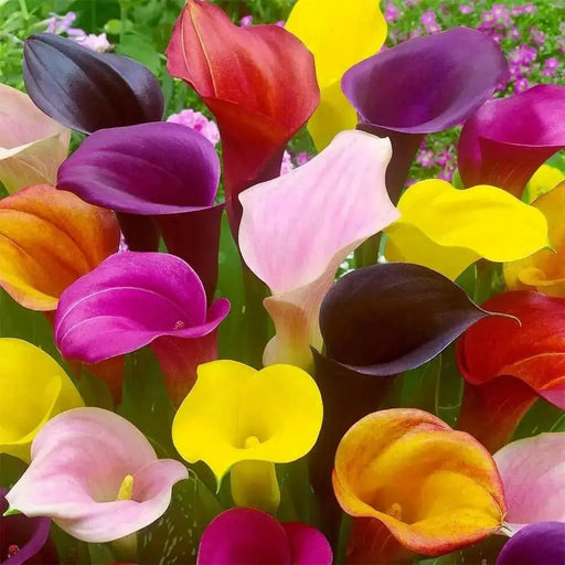 Calla Lily BULBS "MIXED"  PERENNIAL FLOWERS., - Caribbean garden seed