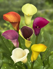 Calla Lily BULBS "MIXED"  PERENNIAL FLOWERS., - Caribbean garden seed