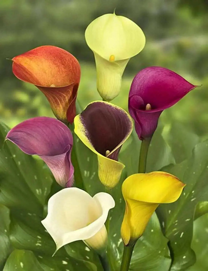 Calla Lily BULBS "MIXED"  PERENNIAL FLOWERS., - Caribbean garden seed