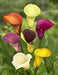 Calla Lily BULBS "MIXED"  PERENNIAL FLOWERS., - Caribbean garden seed