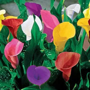 Calla Lily BULBS "MIXED"  PERENNIAL FLOWERS., - Caribbean garden seed