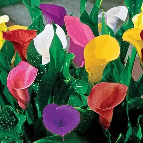 Calla Lily BULBS "MIXED"  PERENNIAL FLOWERS., - Caribbean garden seed