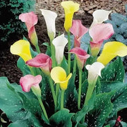 Calla Lily BULBS "MIXED"  PERENNIAL FLOWERS., - Caribbean garden seed