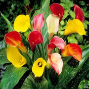 Calla Lily BULBS "MIXED"  PERENNIAL FLOWERS., - Caribbean garden seed