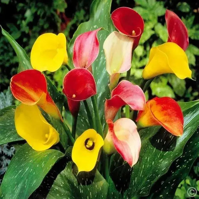 Calla Lily BULBS "MIXED"  PERENNIAL FLOWERS., - Caribbean garden seed