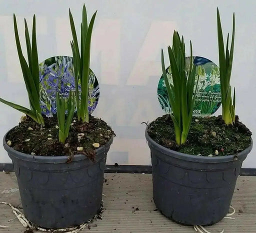 Camassia Bulbs ,Twin Pack, (Camas Lily)Garden flowers - Caribbean garden seed