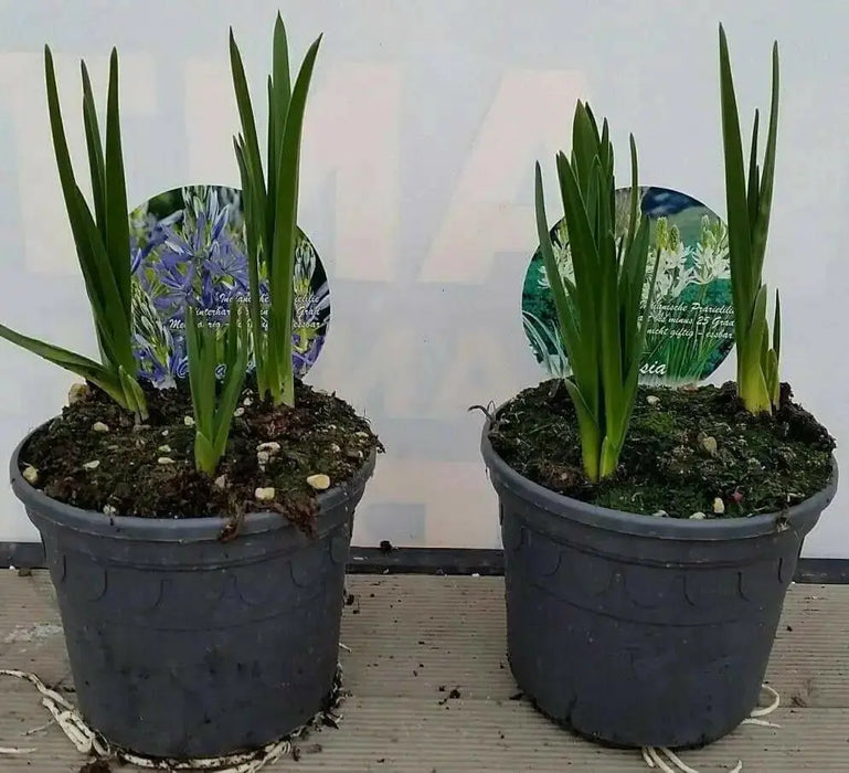 Camassia Bulbs ,Twin Pack, (Camas Lily)Garden flowers - Caribbean garden seed