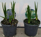 Camassia Bulbs ,Twin Pack, (Camas Lily)Garden flowers - Caribbean garden seed