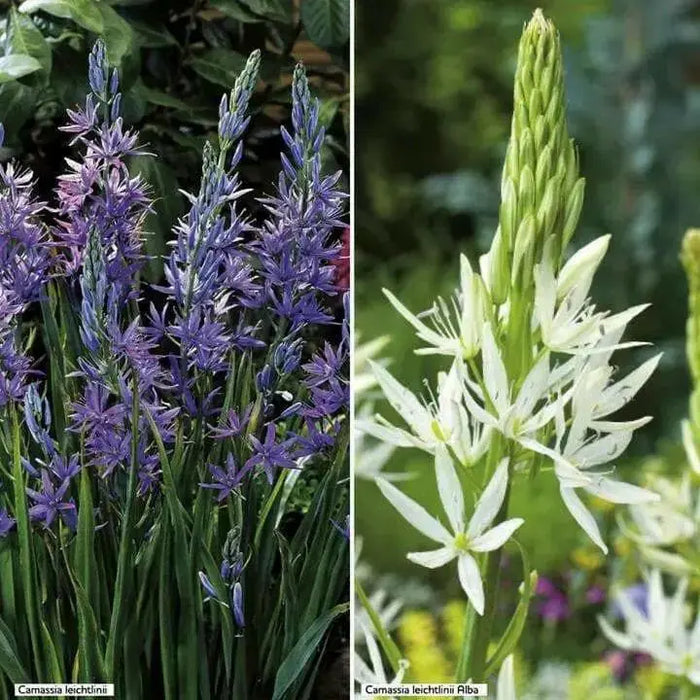 Camassia Bulbs ,Twin Pack, (Camas Lily)Garden flowers - Caribbean garden seed