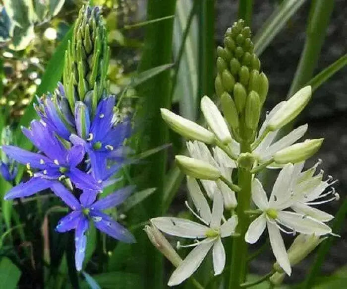 Camassia Bulbs ,Twin Pack, (Camas Lily)Garden flowers - Caribbean garden seed
