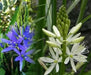 Camassia Bulbs ,Twin Pack, (Camas Lily)Garden flowers - Caribbean garden seed