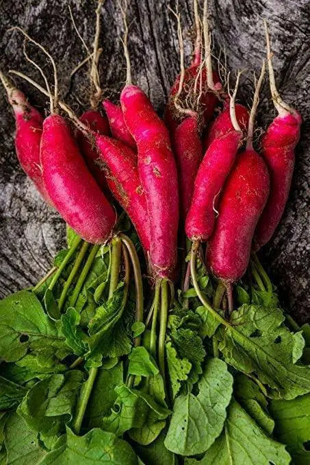 candela di fuoco RADISH Seeds, ITALLIAN Vegetable - Caribbean garden seed