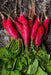 candela di fuoco RADISH Seeds, ITALLIAN Vegetable - Caribbean garden seed