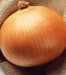 Candy Yellow Onion ,Live VEGETABLE Plants - Caribbean garden seed