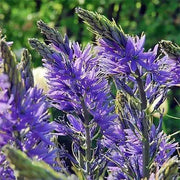 Camassia LEICHTLINII SEEDS ,Blue Flowers , great perennials. - Caribbean garden seed