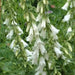 Campanula alliariifolia - Beautiful,rare Bellflowerâunique creamy white bells . flowers held on strong stems , excellent for cutting.â - Caribbean garden seed