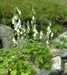 Campanula alliariifolia - Beautiful,rare Bellflowerâunique creamy white bells . flowers held on strong stems , excellent for cutting.â - Caribbean garden seed