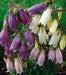 CAMPANULA punctata Bellflower [Ring of Bells] white and pink - Caribbean garden seed