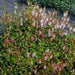 CAMPANULA punctata Bellflower [Ring of Bells] white and pink - Caribbean garden seed