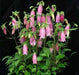 CAMPANULA punctata Bellflower [Ring of Bells] white and pink - Caribbean garden seed