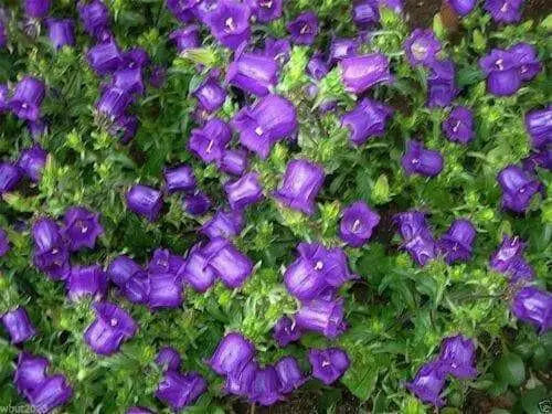Campanula Champion Pro Deep Blue F1 (Seeds) - Caribbean garden seed