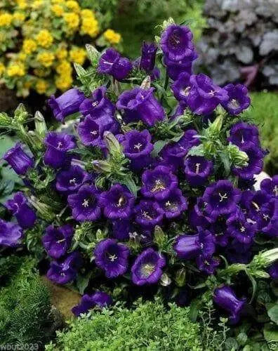 Campanula Champion Pro Deep Blue F1 (Seeds) - Caribbean garden seed