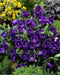 Campanula Champion Pro Deep Blue F1 (Seeds) - Caribbean garden seed