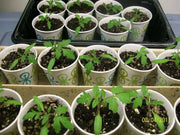 Campari Tomato,Sweet  juicy, high sugar level, low acidity! The most disease-resistant tomato we've ever seen. - Caribbean garden seed