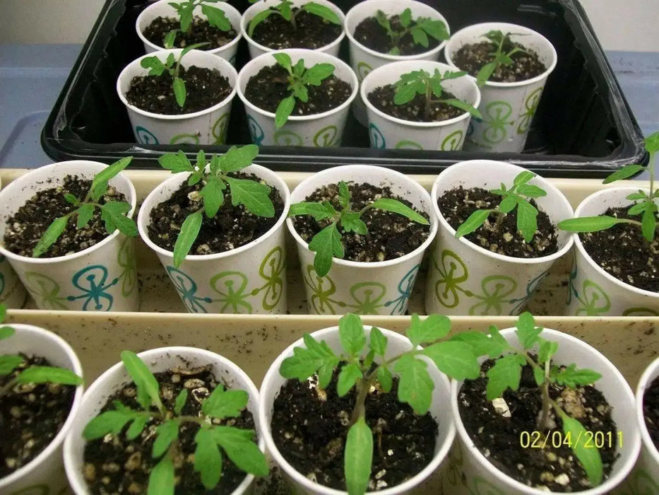 Campari Tomato,Sweet  juicy, high sugar level, low acidity! The most disease-resistant tomato we've ever seen. - Caribbean garden seed