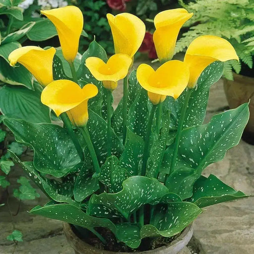 Calla Lily bulb ,Florex Gold, tropical bloom - Caribbean garden seed