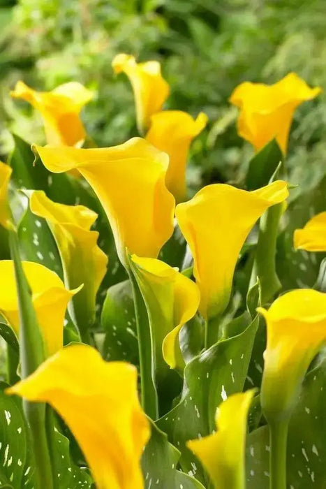 Calla Lily bulb ,Florex Gold, tropical bloom - Caribbean garden seed