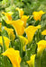 Calla Lily bulb ,Florex Gold, tropical bloom - Caribbean garden seed