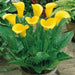 Calla Lily bulb ,Florex Gold, tropical bloom - Caribbean garden seed