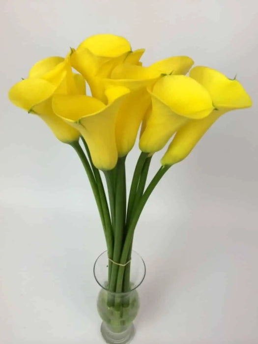 Calla Lily bulb ,Florex Gold, tropical bloom - Caribbean garden seed