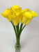 Calla Lily bulb ,Florex Gold, tropical bloom - Caribbean garden seed