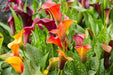 Calla Lily bulb ,Florex Gold, tropical bloom - Caribbean garden seed