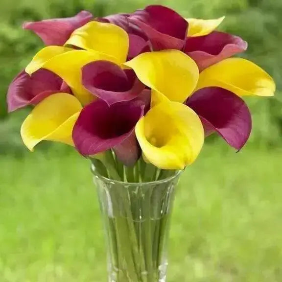 Calla Lily bulb ,Florex Gold, tropical bloom - Caribbean garden seed