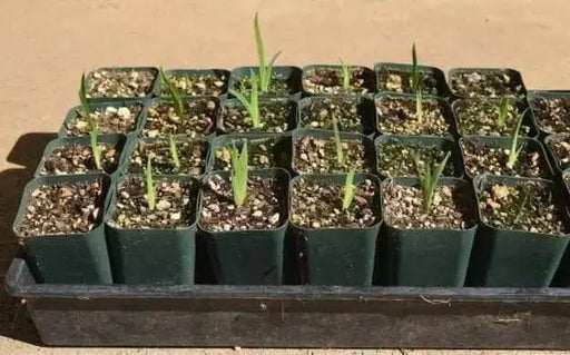 Candy Lily Seeds (mixture) PERENNIAL FLOWERS - Caribbean garden seed