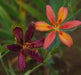 Candy Lily Seeds (mixture) PERENNIAL FLOWERS - Caribbean garden seed