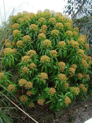 Canary spurge or honey spurge Seeds (Euphorbia mellifera) Perennial Flowers - Caribbean garden seed