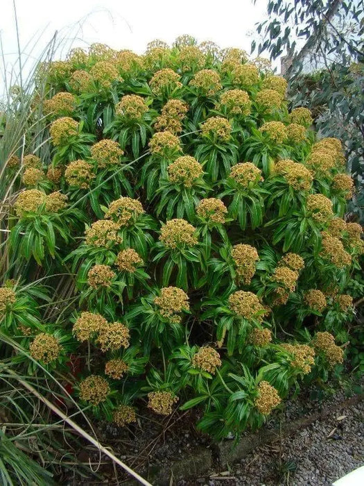 Canary spurge or honey spurge Seeds (Euphorbia mellifera) Perennial Flowers - Caribbean garden seed