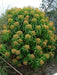 Canary spurge or honey spurge Seeds (Euphorbia mellifera) Perennial Flowers - Caribbean garden seed