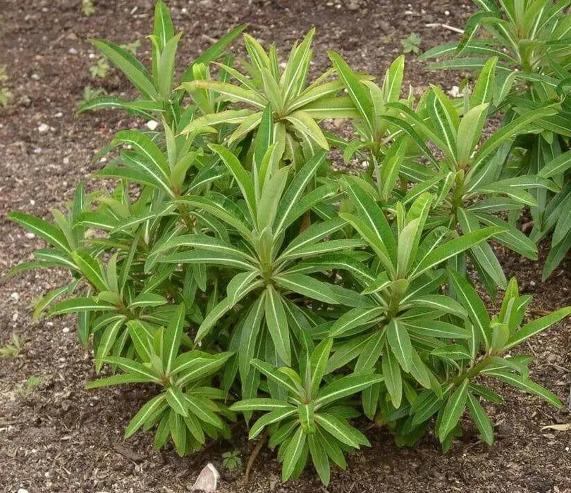 Canary spurge or honey spurge Seeds (Euphorbia mellifera) Perennial Flowers - Caribbean garden seed