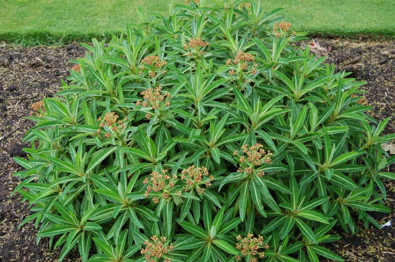 Canary spurge or honey spurge Seeds (Euphorbia mellifera) Perennial Flowers - Caribbean garden seed